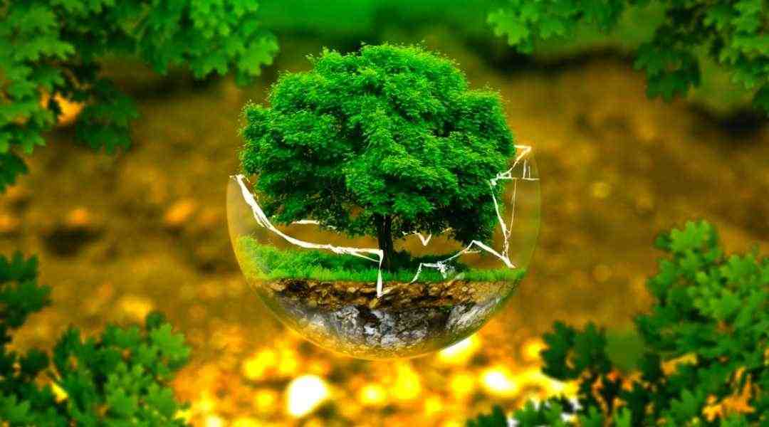 Rừng rất quan trọng với sự sống, là lá phổi xanh của nhân loại