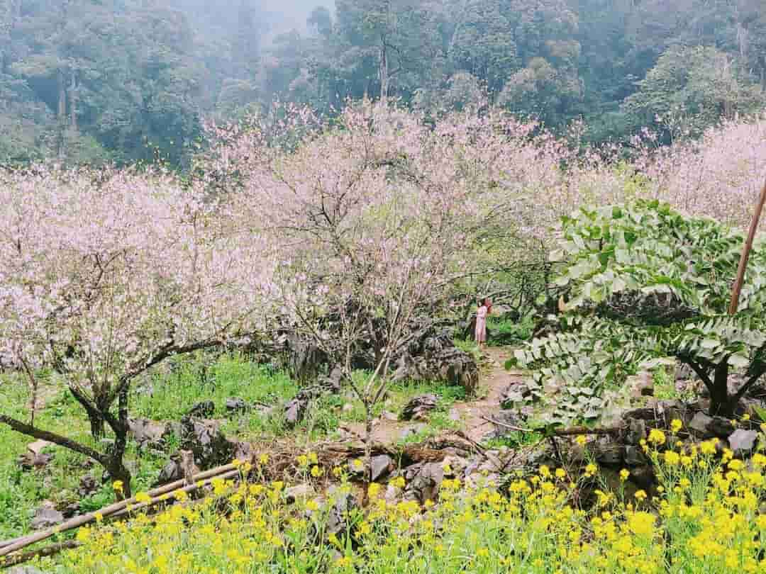 điểm tham quan ở Mộc Châu