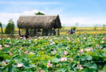 Du Lịch Đồng Tháp, Khám Phá Hương Sắc Miền Tây Sông Nước Du Lịch Đồng Tháp, Khám Phá Hương Sắc Miền Tây Sông Nước