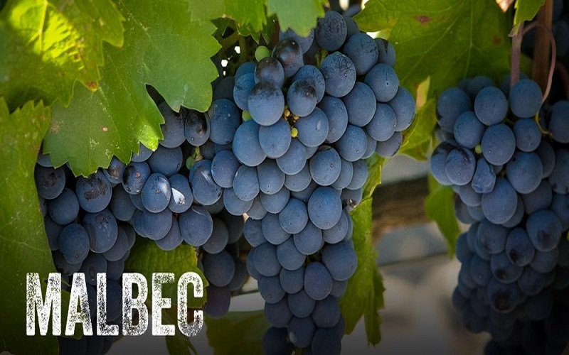 Nho malbec – quốc nho tại Argentina