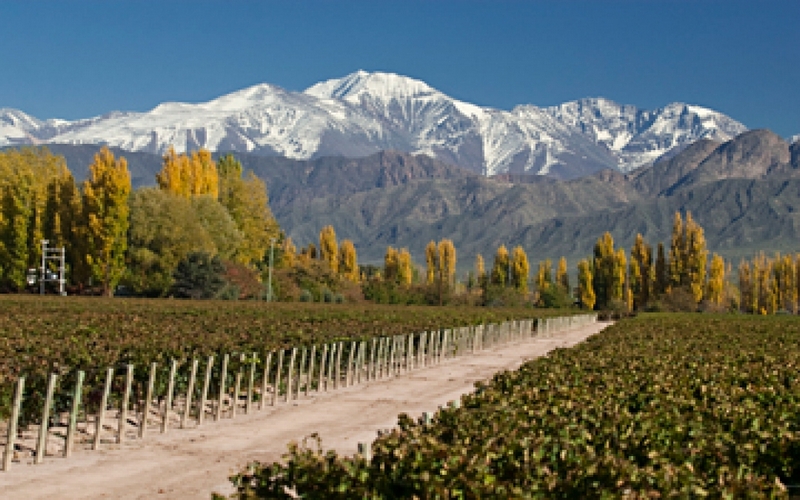 Những vườn nho bạt ngàn ở Argentina
